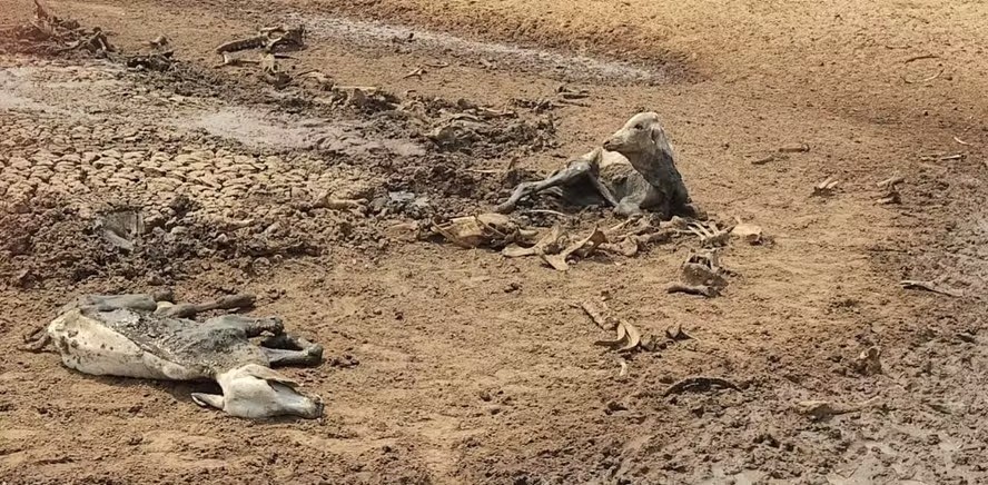 Seca no Pantanal: fazendeiro que deixou gado agonizar até a morte por falta de água é reincidente por maus-tratos