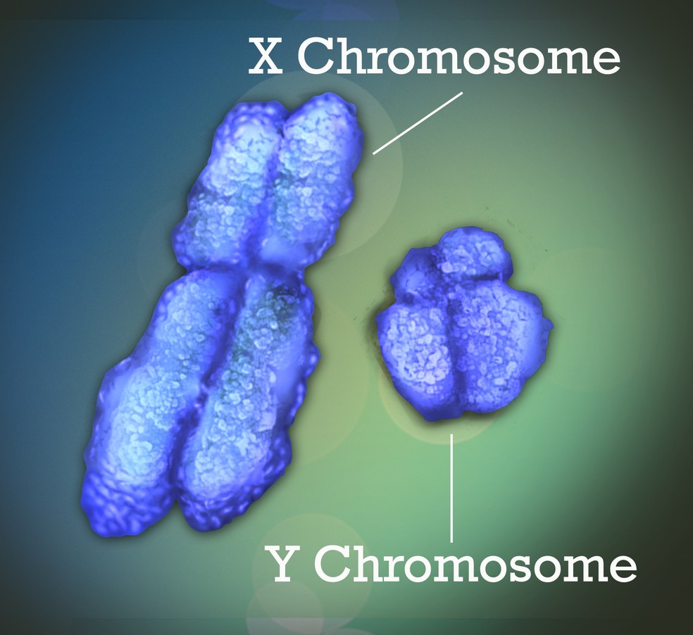 Nome de Pokemon X/Y não tem nada a ver com cromossomos