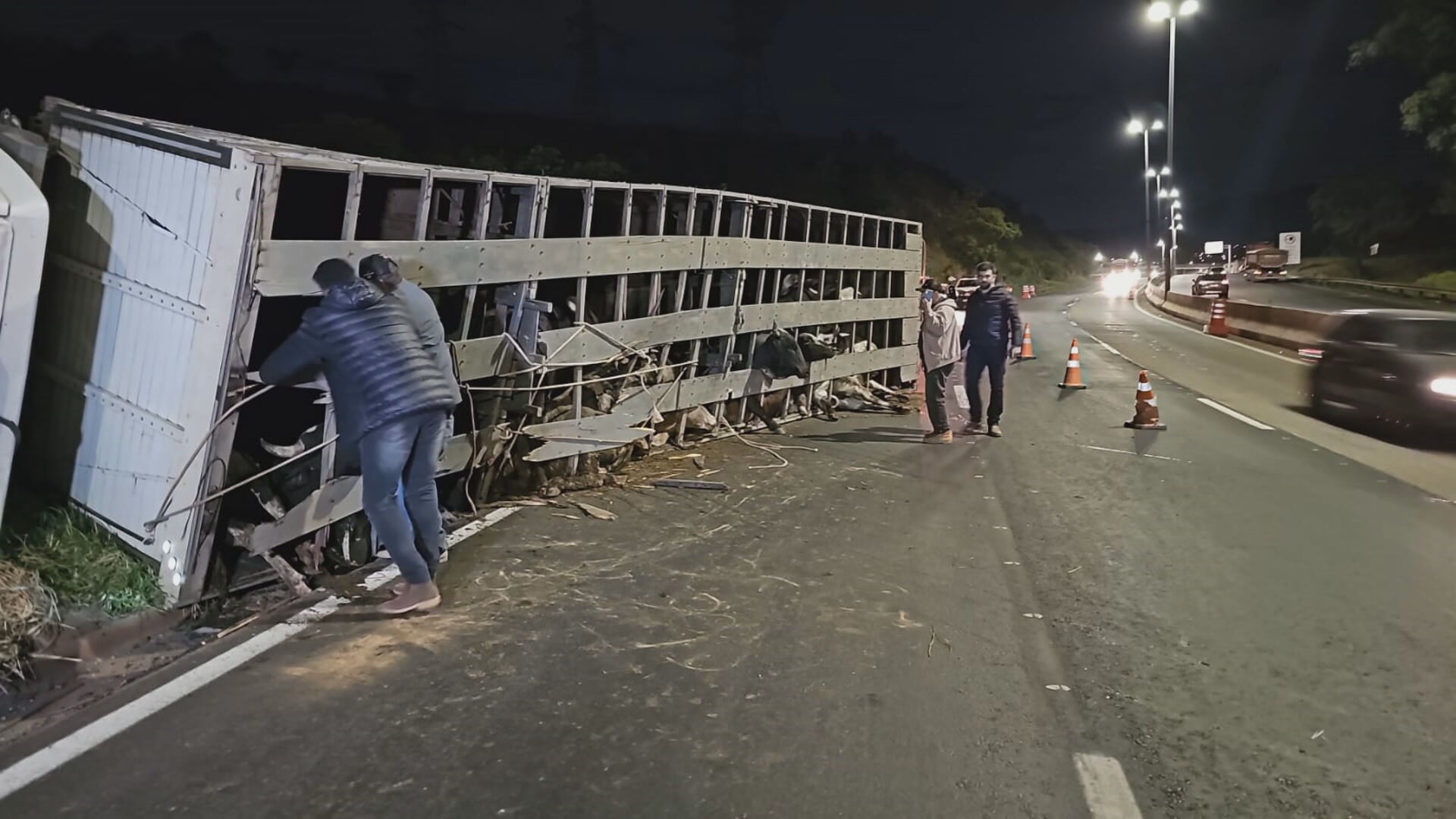 Caminhão carregado com bois tomba no Anel Rodoviário de Belo Horizonte