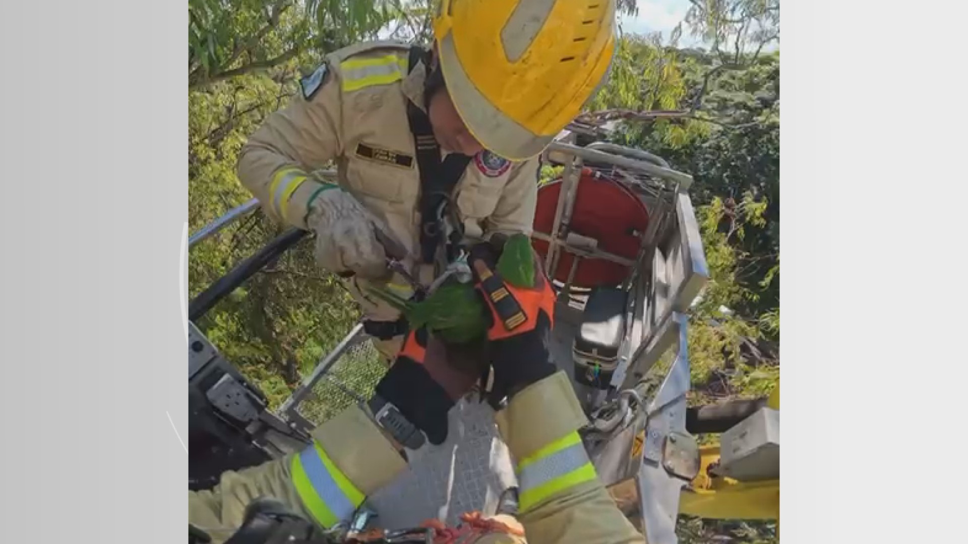 VÍDEO: maritaca é resgatada em árvore após ficar presa em linha de pipa em Maringá