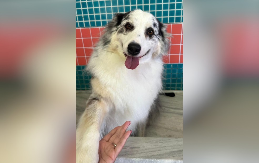 Segundo petshop, animais de pelos longos são os clientes mais frequentes devido a necessidade de manutenção — Foto: Arquivo pessoal/Yasmin Harumi Correa