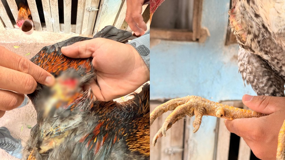 Homem é preso suspeito de maus-tratos animais após desmantelo de rinha de galo em Pio IX — Foto: Reprodução/PMPI