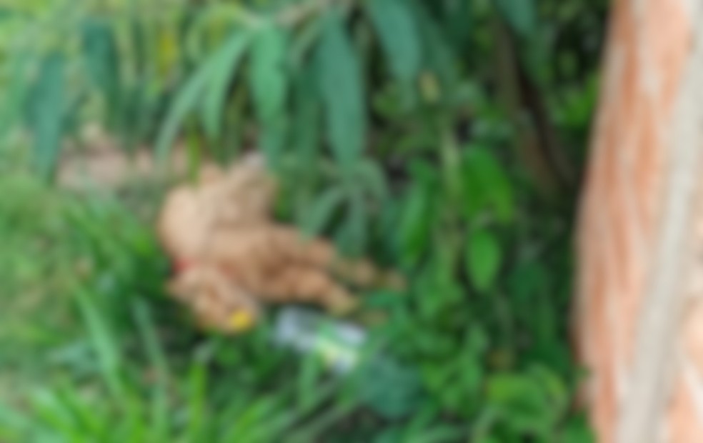 Polícia Civil investiga envenenamento de animais na Vila Maria em Capão Bonito — Foto: Reprodução/Guarda Civil de Capão Bonito