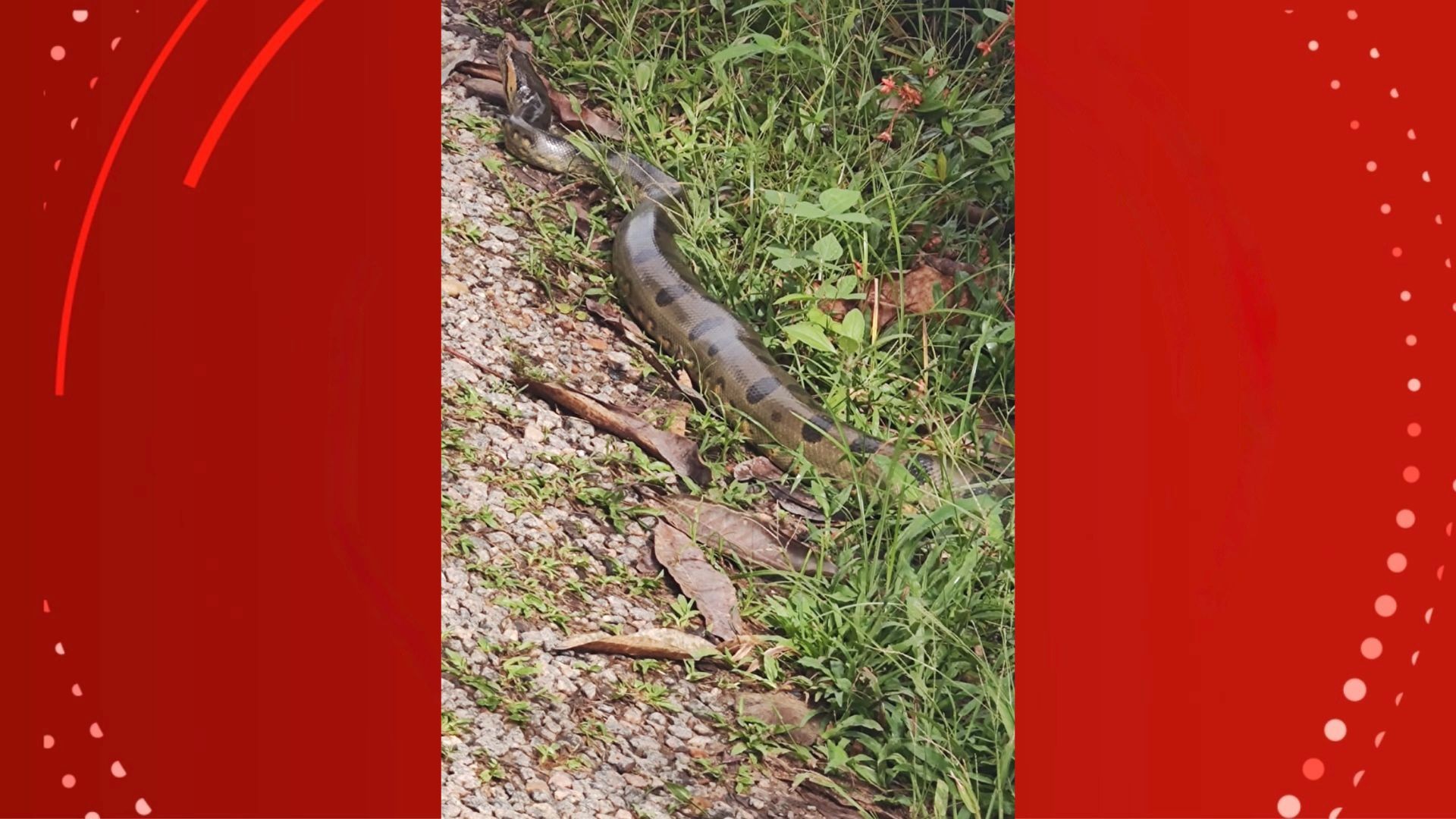 Hospital de Emergências do Amapá registra 53 acidentes com animais peçonhentos em 4 meses