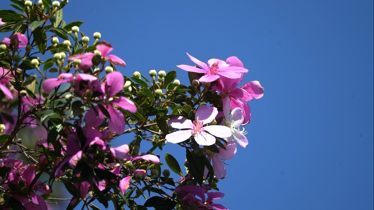 Manacá-da-serra: árvore tem flores que mudam de cor e possui forte apelo  paisagístico, Terra da Gente