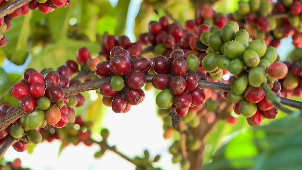 Pesquisa inédita testa café conilon no frio e a mais de mil metros de altitude em Venda Nova do Imigrante, no Espírito Santo. — Foto: TV Gazeta
