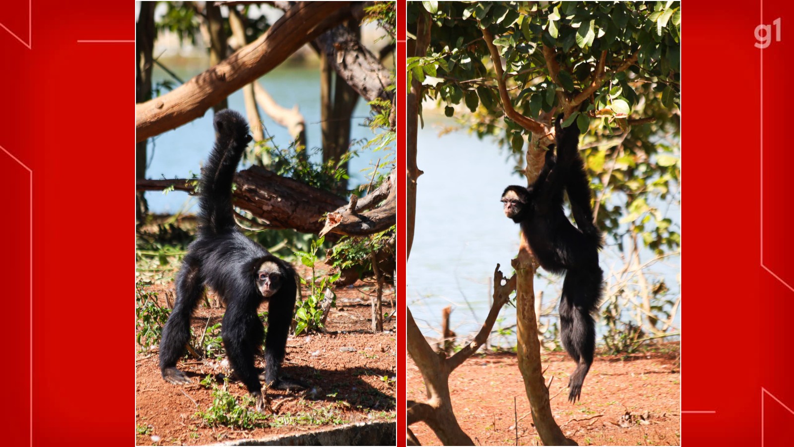 Kika e Chicão: macacos-aranha do Zoo de Brasília formam novo casal e podem ajudar a conservar espécie