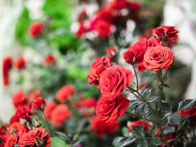 Como rosas vermelhas viraram símbolo da globalização
