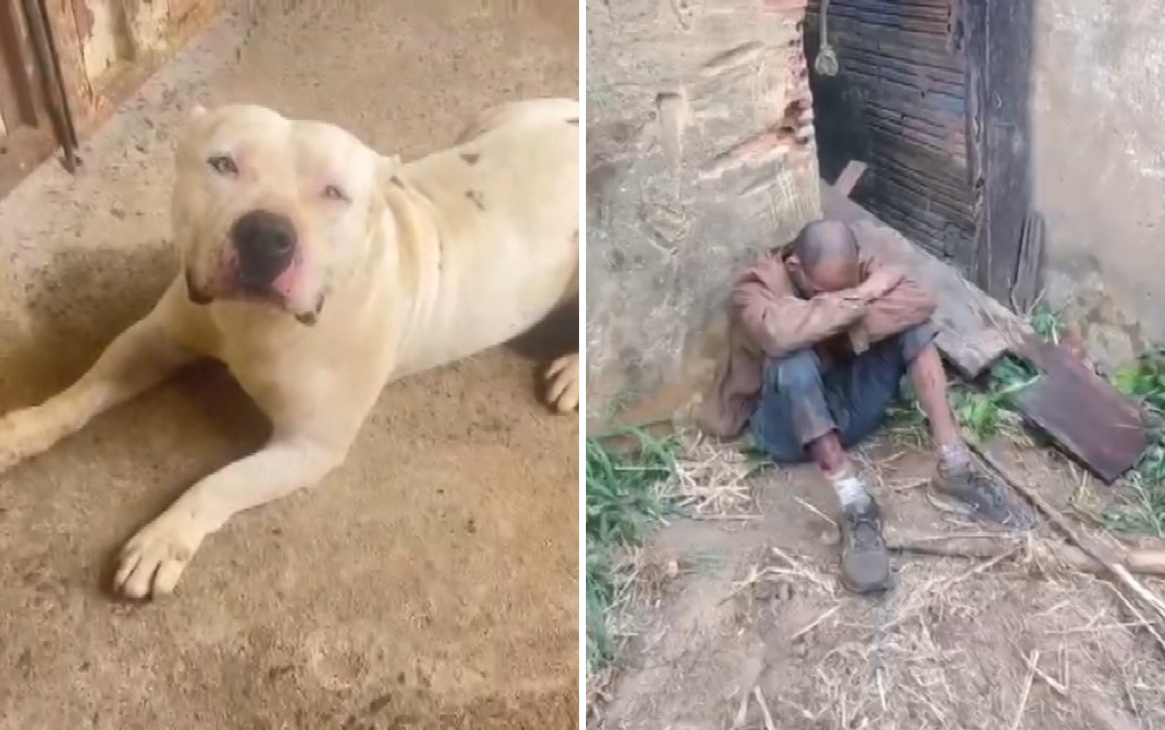 Homem invade casa em Franca, SP, é atacado por pitbull