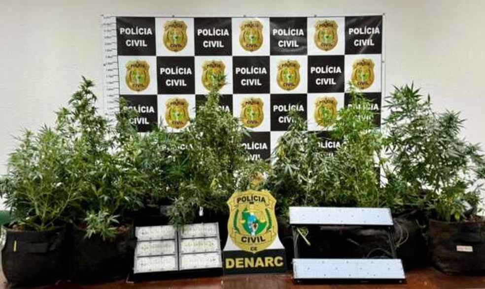 Laboratório de maconha é desativado após suspeito anunciar venda da droga nas redes sociais, em Fortaleza. — Foto: SSPDS/Reprodução