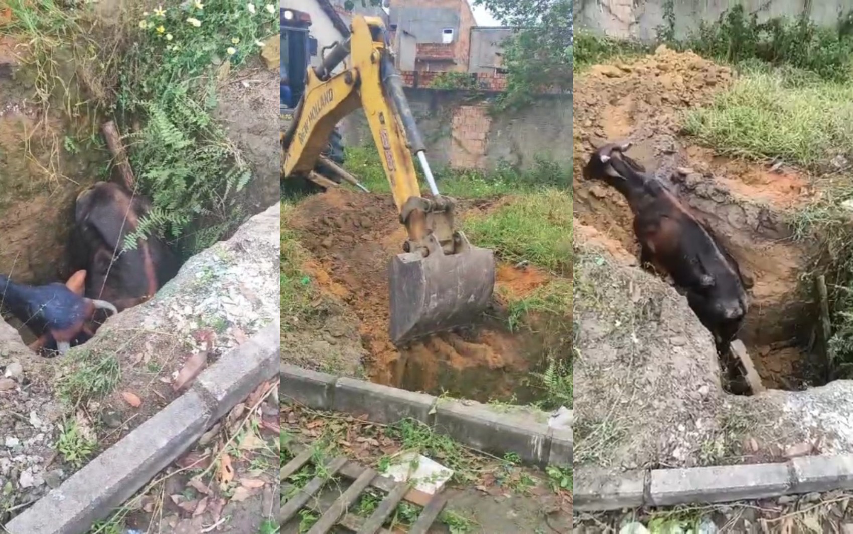 Vaca cai em fossa e é resgatada com retroescavadeira na Bahia