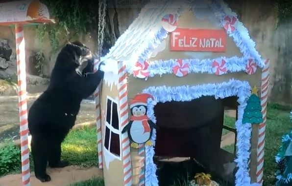 VÍDEO: ursas-de-óculos ganham panetone de milho e frutas na ceia de Natal do Parque Ecológico de São Carlos 