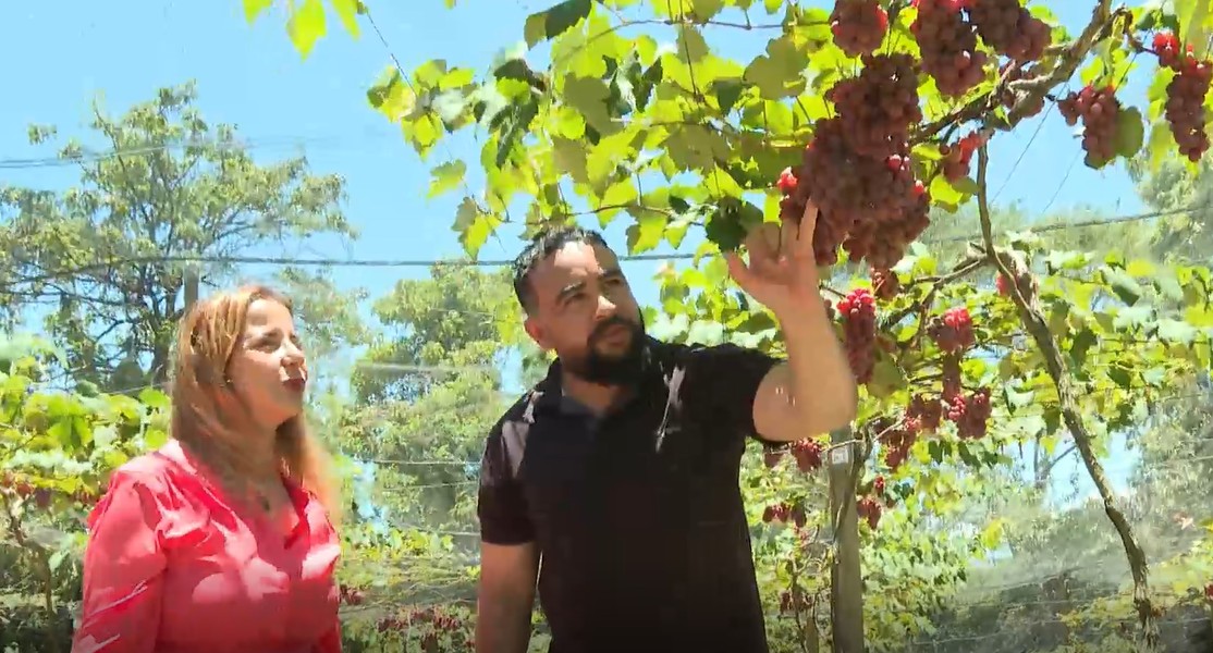 Produção de uva na cidade das praias: Fruta se adapta ao clima quente e desenvolve turismo de experiência em Guarapari