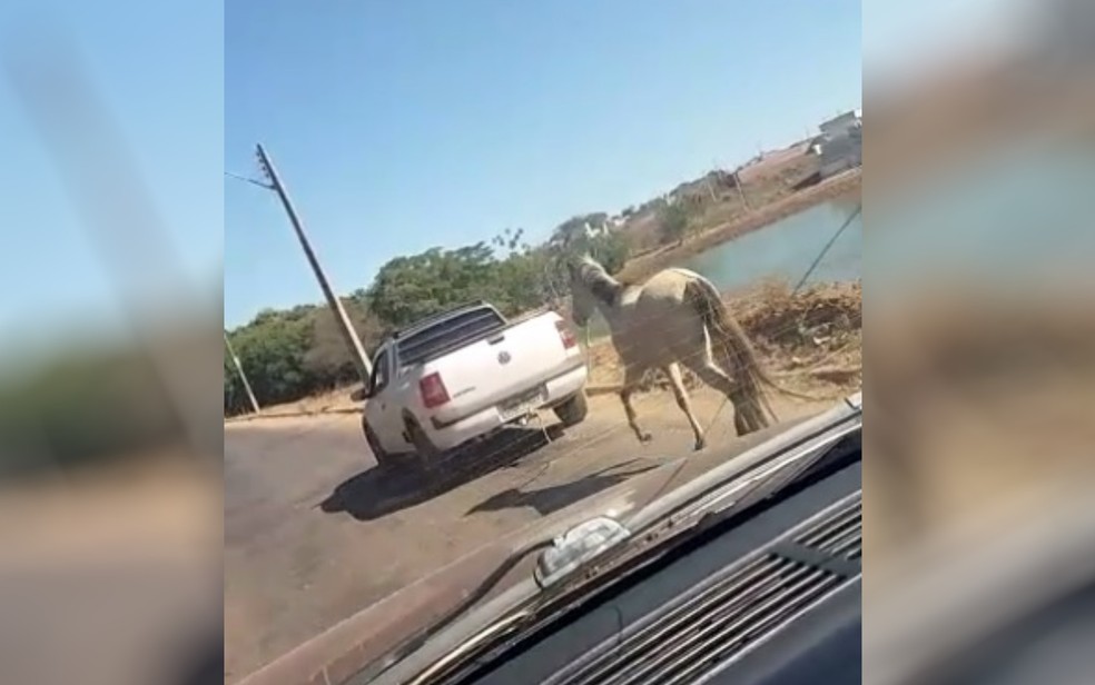 Vídeo mostra cavalo puxando metade de carro como se fosse carroça