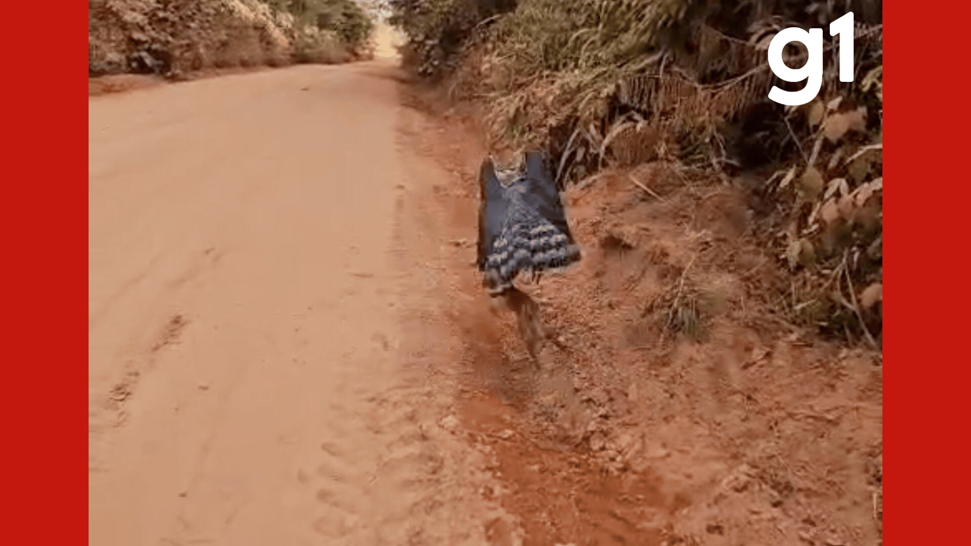 Gavião ameaçado de extinção é flagrado caçando às margens da MT-160