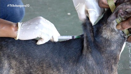Campanha de vacinação contra a raiva em cães e gatos é realizada em áreas rurais de Palmas
