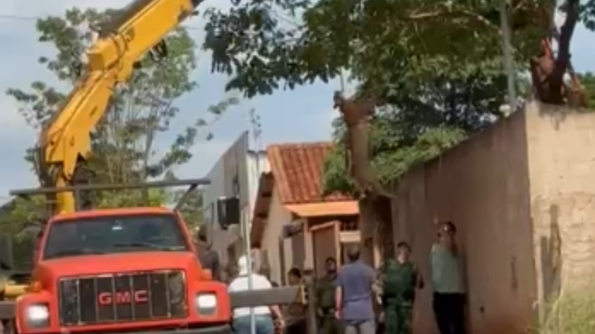 VÍDEO: Após mais de 24h, onça-parda que invadiu quintal é capturada no interior de MG