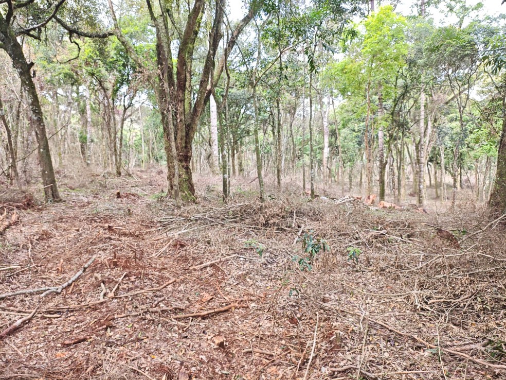 Flagrante foi em Imbituva — Foto: Polícia Militar Ambiental