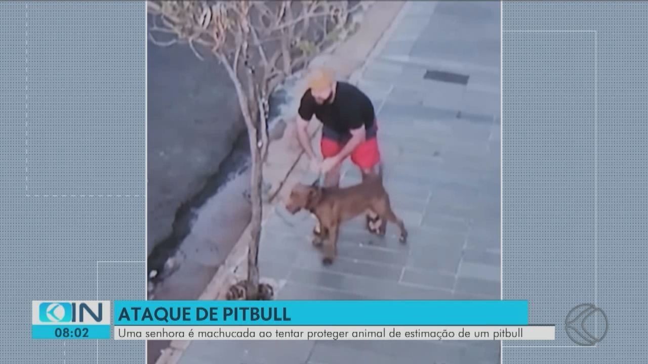 Menino de 3 anos tem rosto dilacerado por pitbull que fugiu de casa em MG: 'Tutor esqueceu a porta aberta', diz delegado