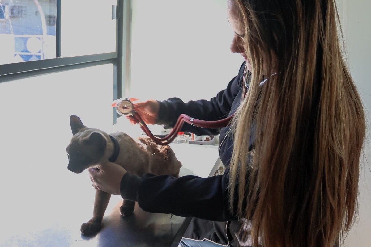 Consultório móvel atende pets em três regiões de Campo Grande este mês; veja a agenda