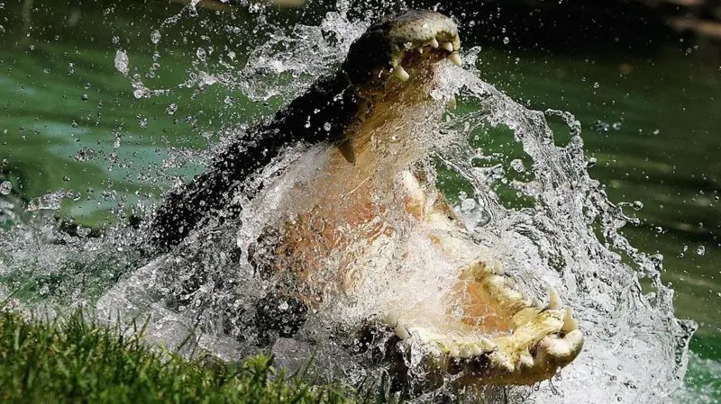 'Se nadar no rio, com certeza vão te matar': Darwin, a cidade na Austrália onde moram 100 mil crocodilos