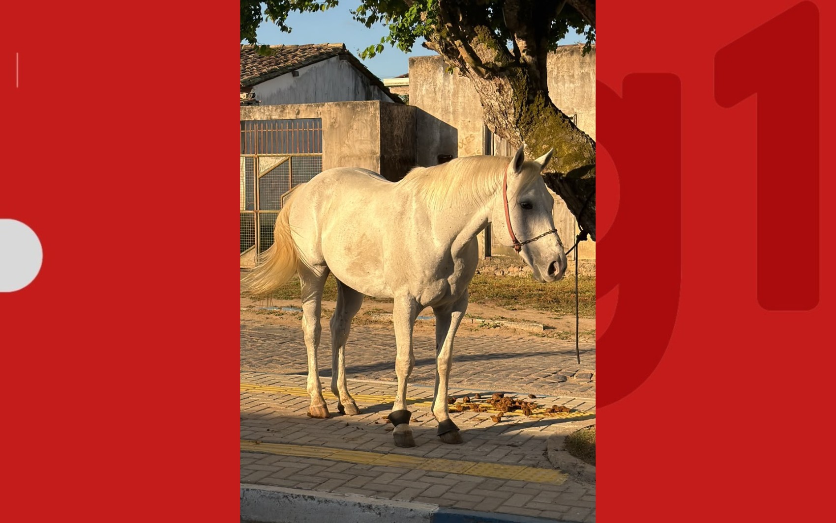 Cavalo de vaquejada avaliado em R$ 100 mil é recuperado após crime na Bahia