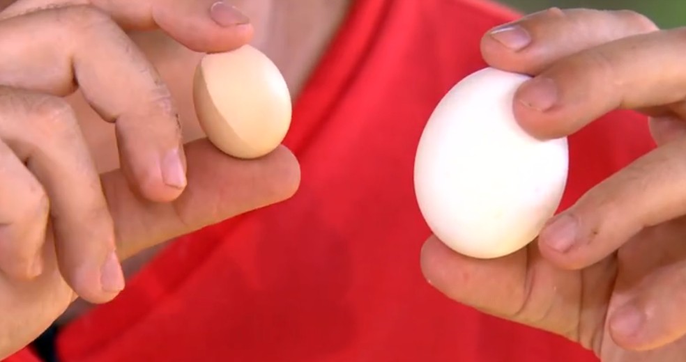 Diferença do tamanho do ovo da galinha Serama para o ovo de uma galinha comum — Foto: Reprodução/Globo Rural