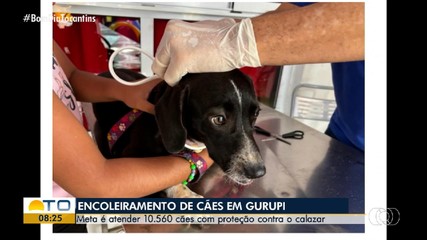 Ação de encoleiramento contra o calazar em cães será realizada em Gurupi