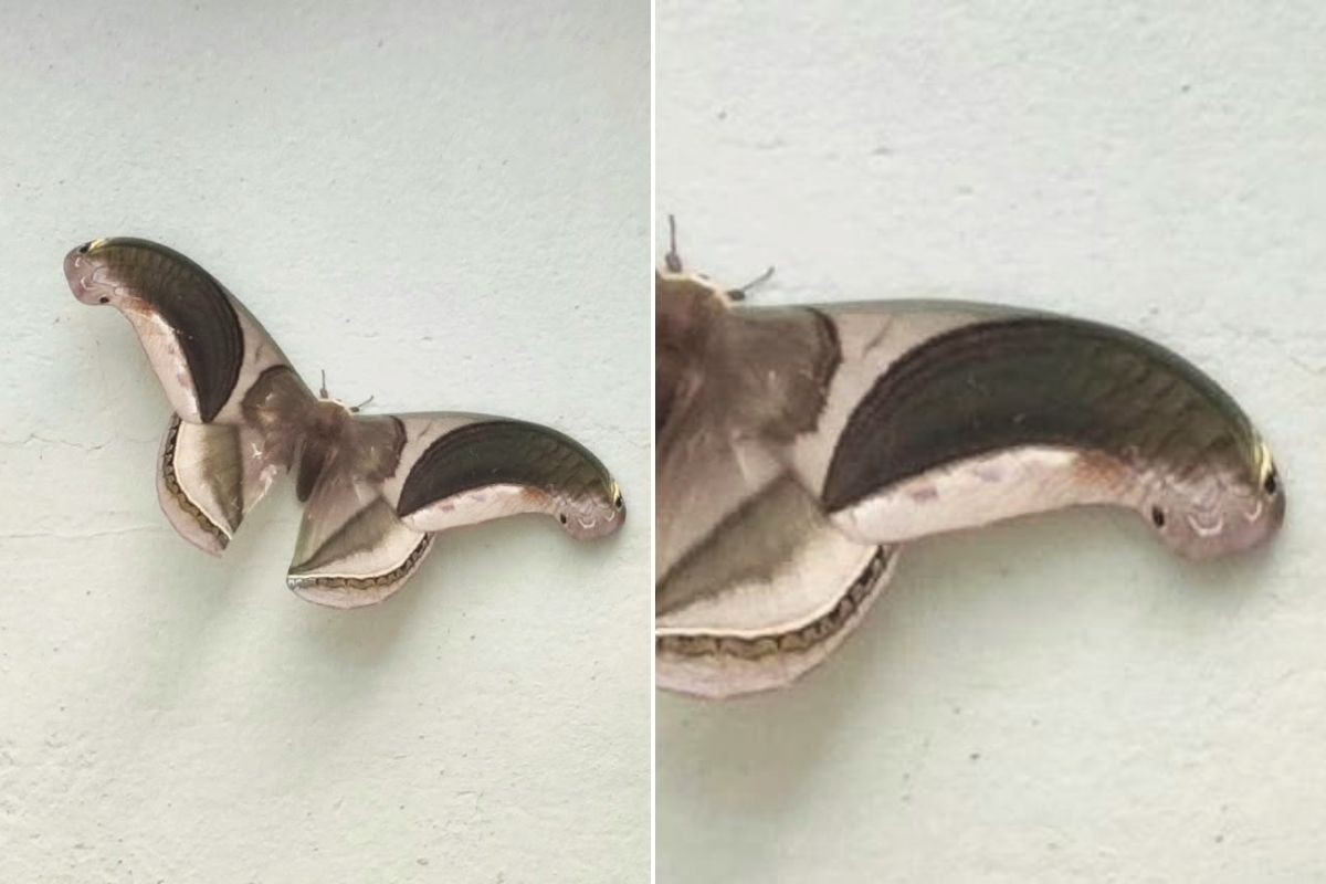 Mariposa com asas que imitam cabeça de cobra viraliza na web; VÍDEO