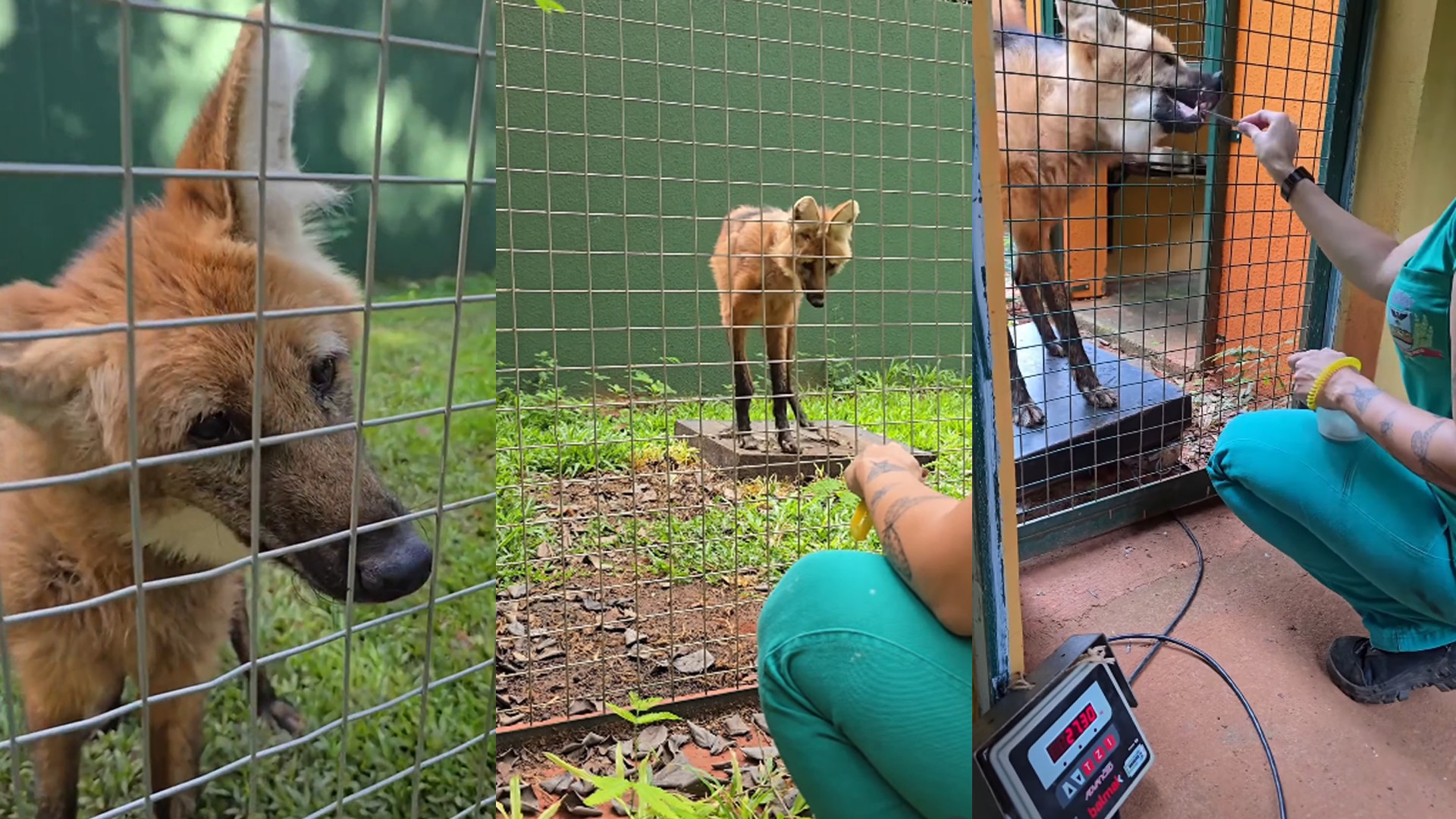 Do 'dar a pata' a receber injeção sem anestesia: vídeo viral de lobo-guará de 14 anos mostra treino em zoo do interior de SP