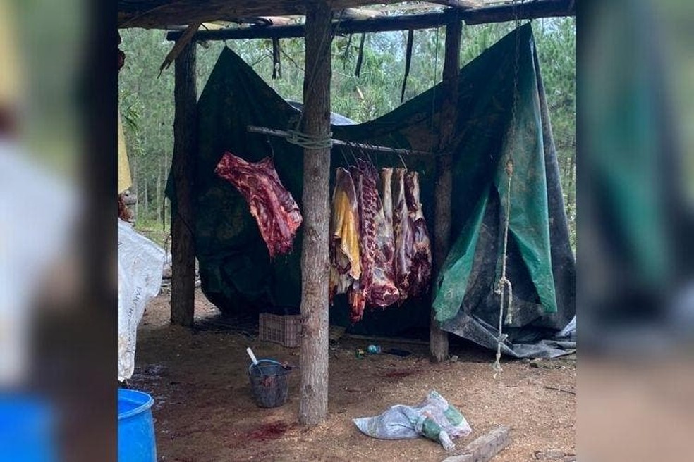 Polícia Civil prende empresário que vendia carne de cavalo em