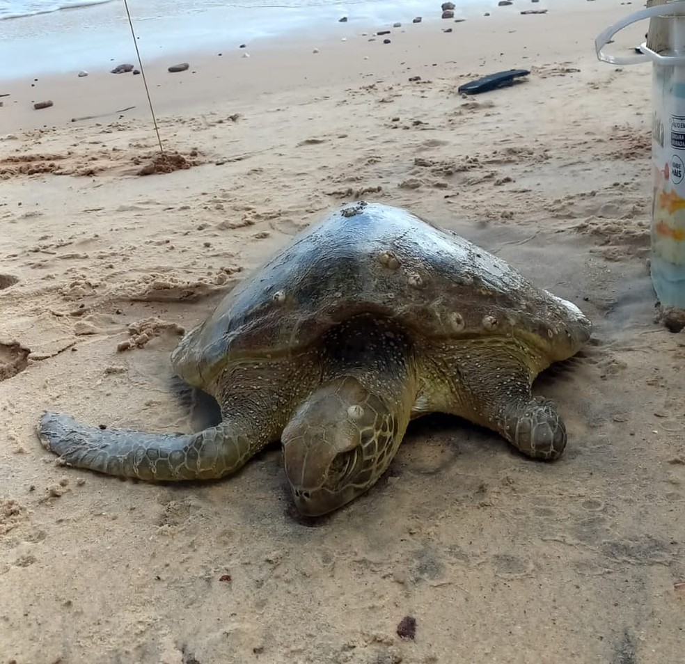 Tartaruga que encalhou foi resgatada e está sob cuidados do Projeto Cetáceos — Foto: Divulgação