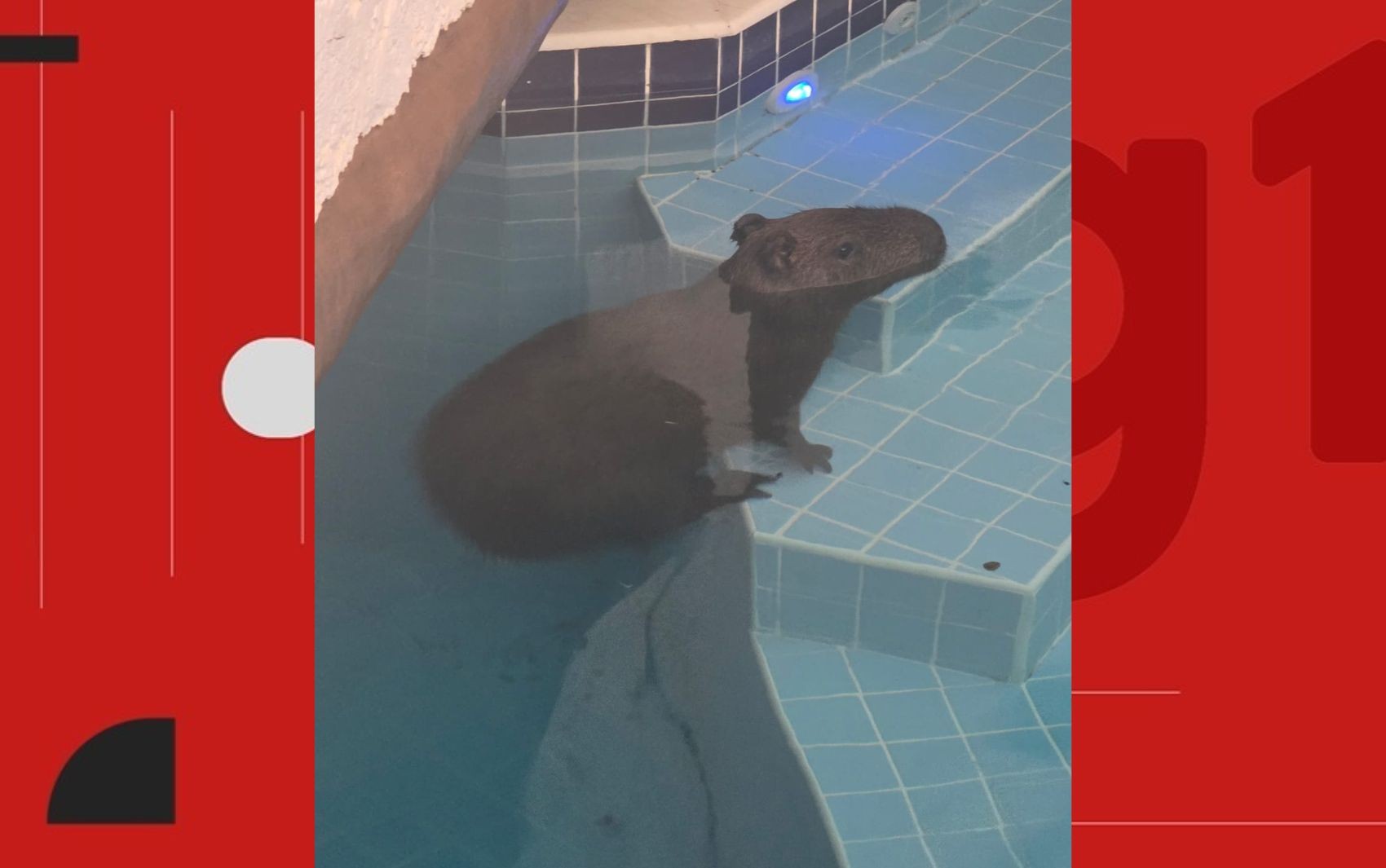 Capivara é encontrada dentro de piscina na Bahia; trabalho de resgate durou mais de 2 horas