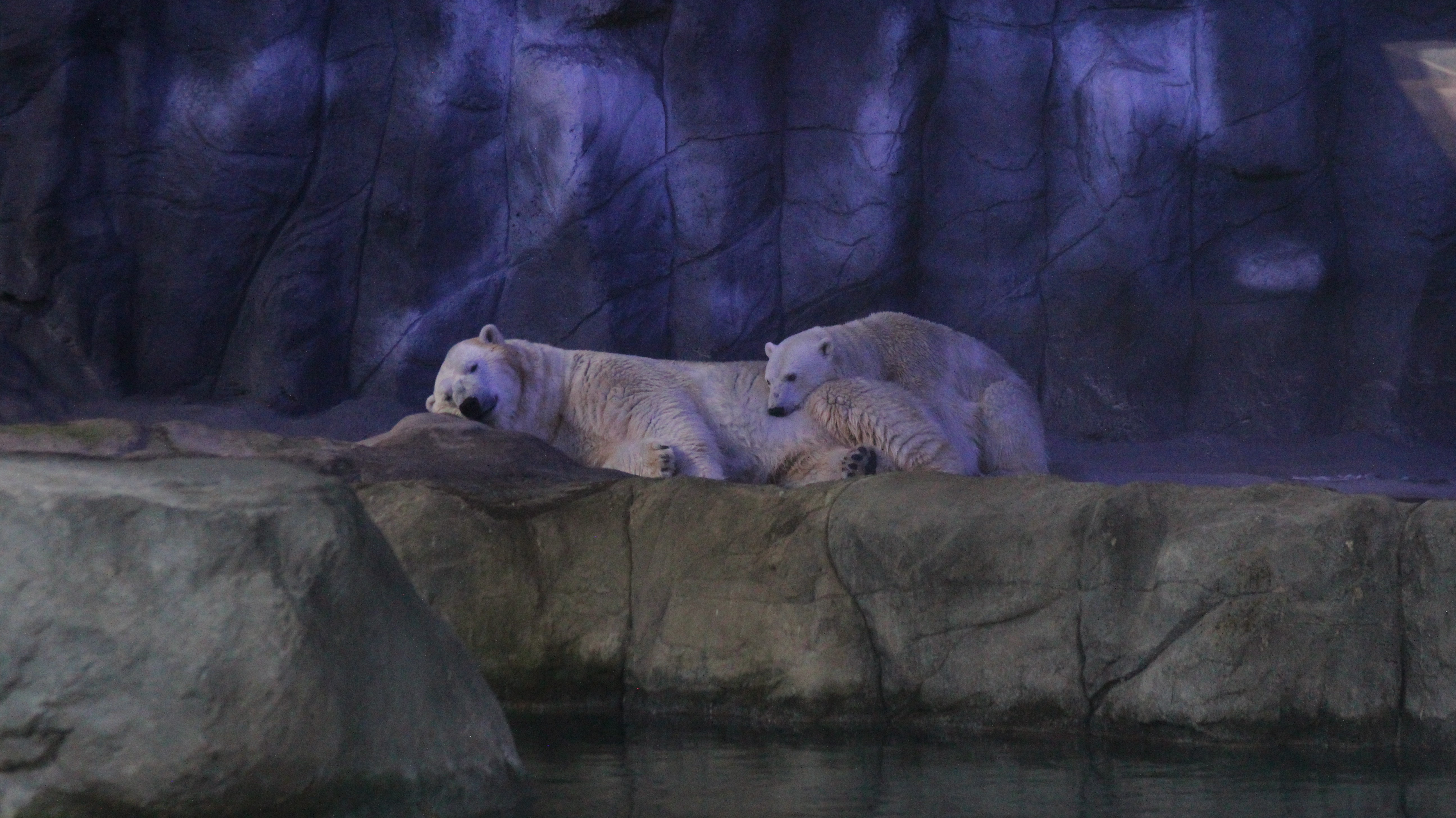 Sabia que tem urso-polar em SP? Aquário da capital conta com uma família da espécie; veja VÍDEO