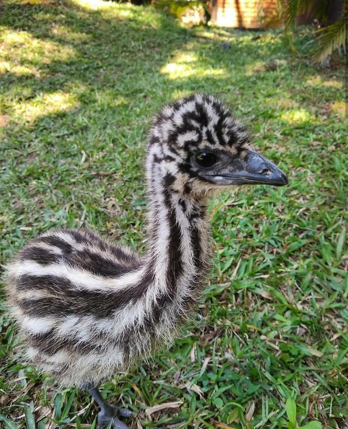 Filhote de emu nasce no zoológico de Balneário Camboriú e público pode ...