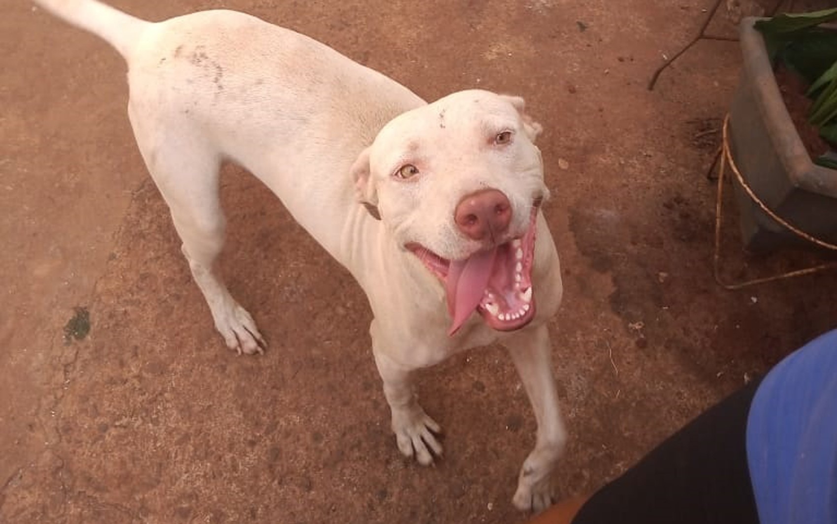 Cachorro salva família de casa em chamas em Ribeirão Preto, SP, e desaparece