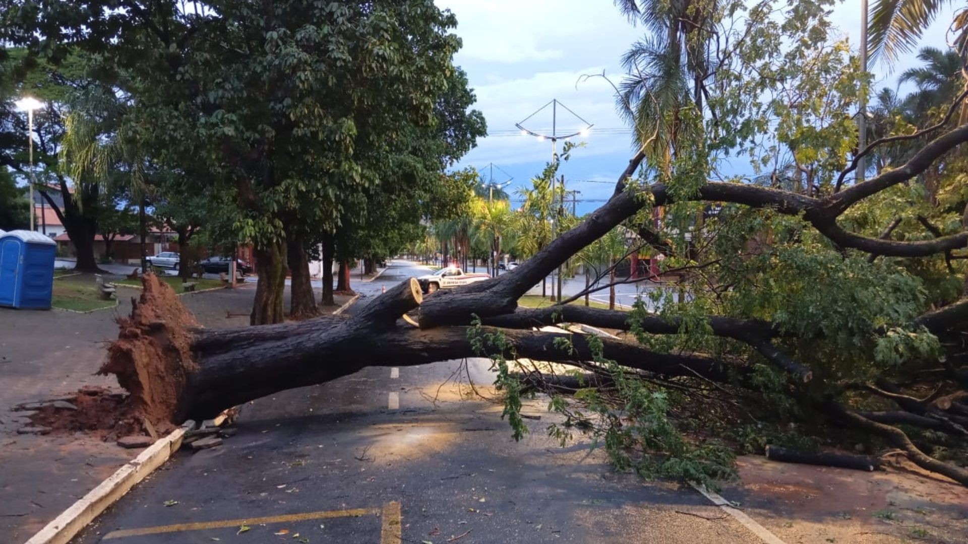 Tempestade derruba árvores e interdita áreas do Parque da Cultura em Votuporanga