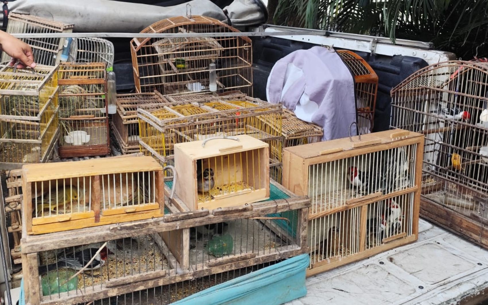 Nove pessoas são detidas suspeitas de tentar vender mais de 250 aves silvestres na Bahia