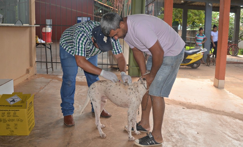 A raiva pode ser combatida por meio de campanhas de vacinação em animais de rua — Foto: Fernanda Bonilha/G1