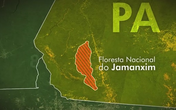 MPF pede que autoridades federais e do PA realizem operação para retirar  gado da floresta nacional do Jamanxim | Pará | G1