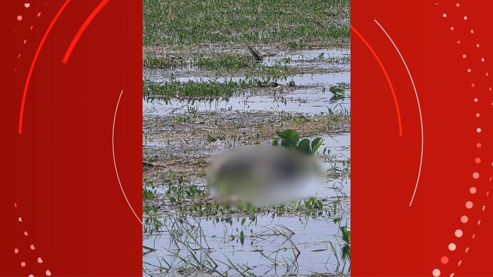Corpo de homem ainda não identificado foi encontrado boiando em rio no Curiaú. — Foto: CBM/Divulgação