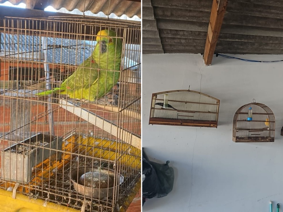 Animais ficavam pendurados em gaiolas na casa — Foto: Polícia Militar Ambiental