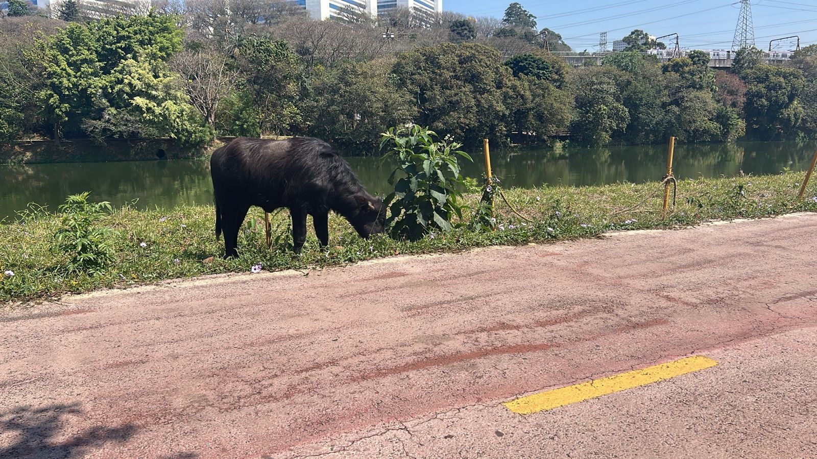 Grupo de Búfalos é visto tomando banho no Rio Pinheiros, na região de Santo Amaro, em SP