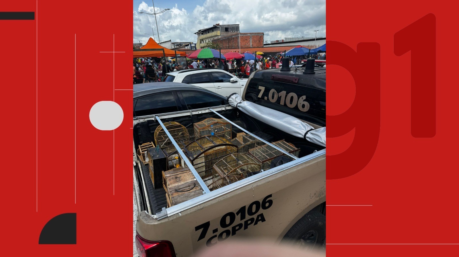 Polícia apreende mais de 50 aves comercializadas ilegalmente na região metropolitana 