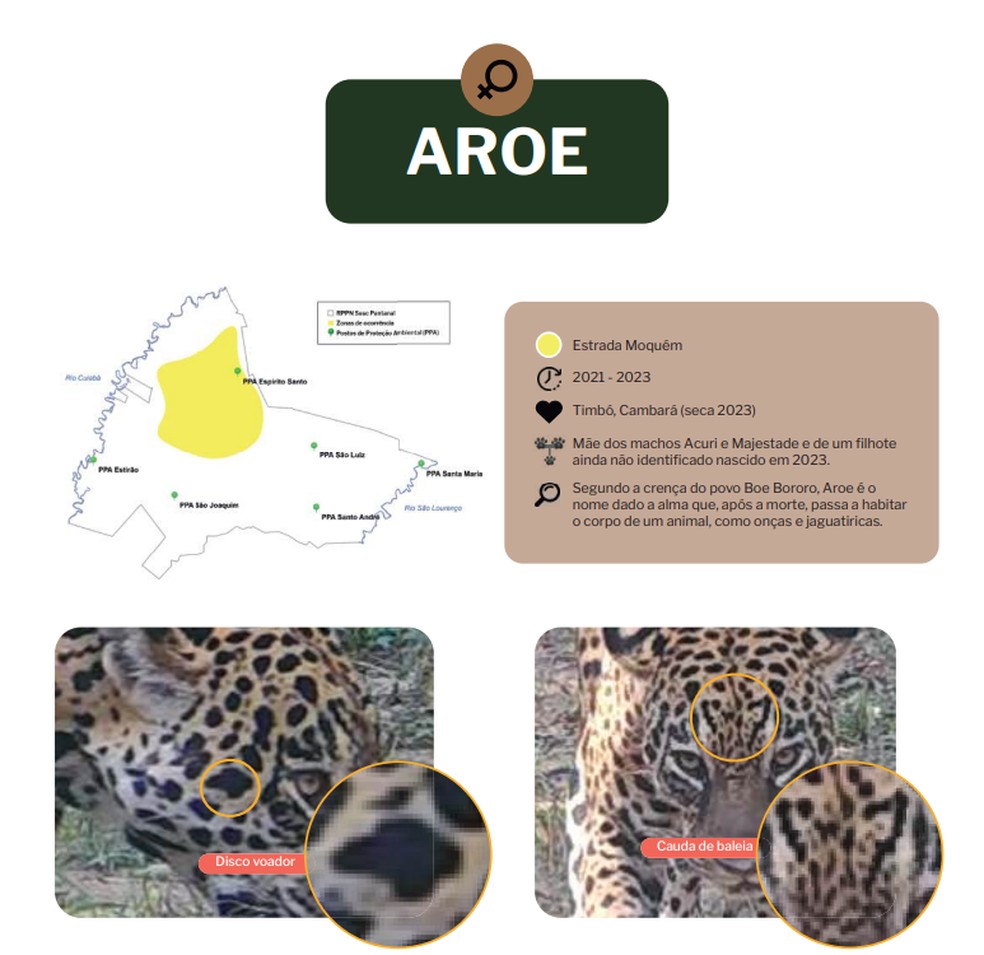 Entenda como identificar uma onça-pintada fêmea no Pantanal de MT — Foto: Sesc Pantanal