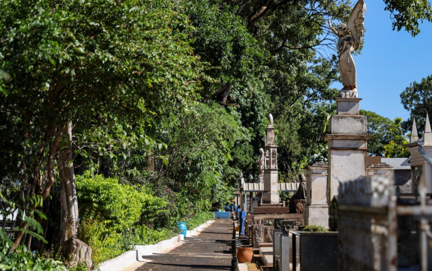 Ribeirão Preto, SP, regulamenta enterro de cães e gatos em jazigos de tutores nos cemitérios públicos