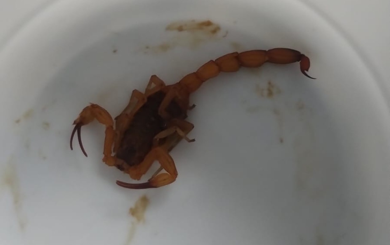 Menino é picado por escorpião que estava em uniforme escolar