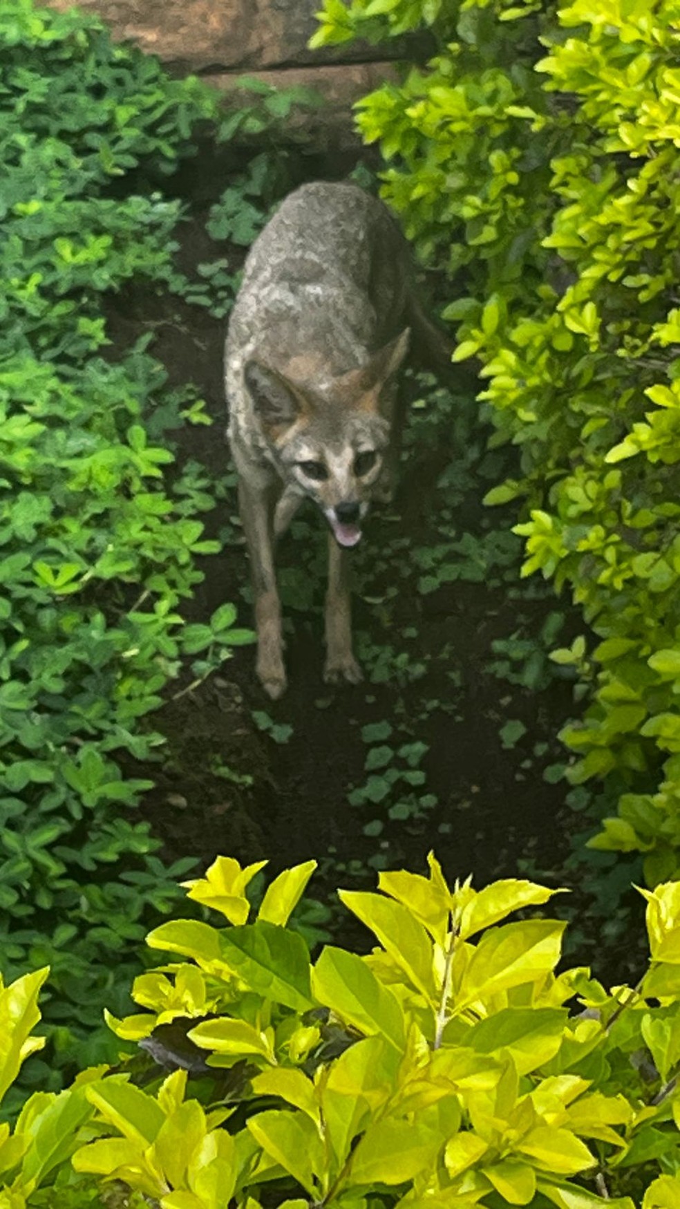 Desenho de raposa andando na natureza