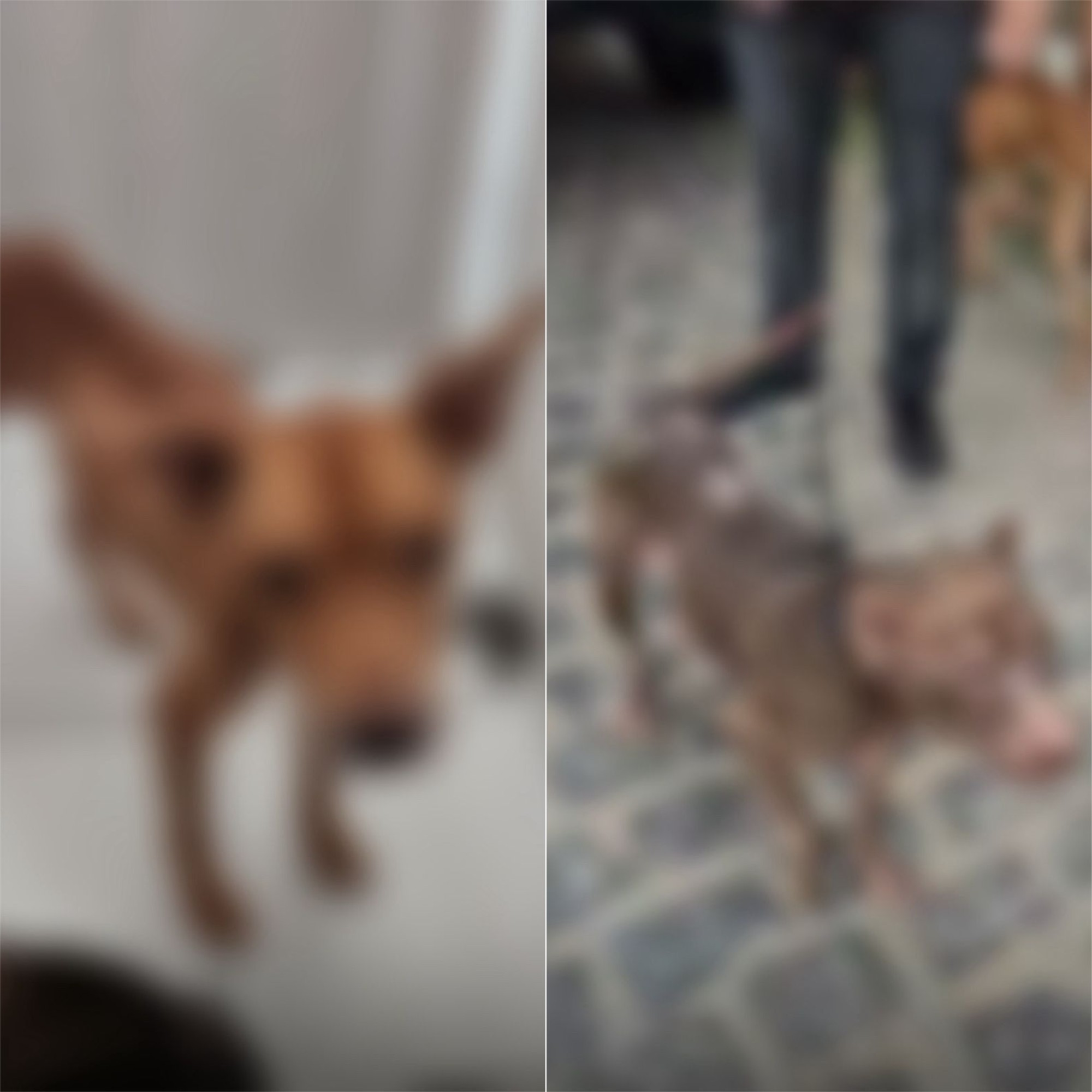 Dois pitbulls em situação de maus-tratos são resgatados de casa em Natal