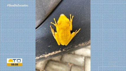 Telespectador envia foto de perereca 'banhada a ouro'